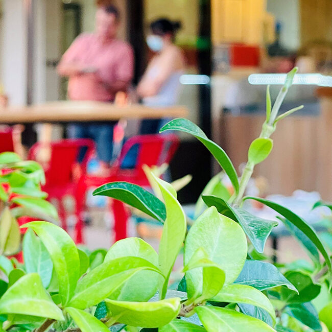 Bar flouté au Monplaisir