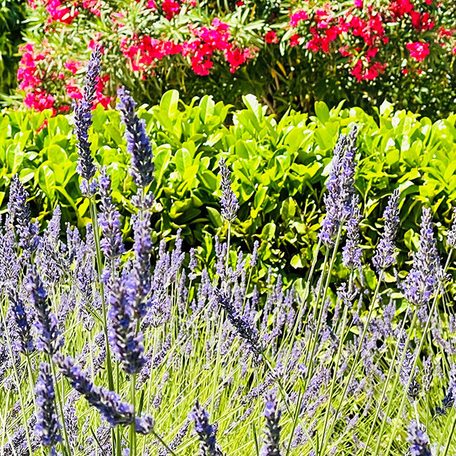 Fleurs du Monplaisir