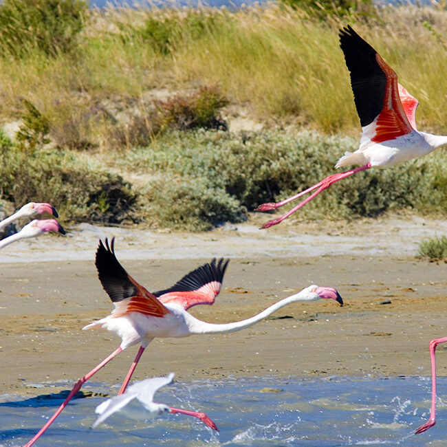 Vol de flamants roses en Provence